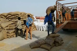 Hisar grain market Wheat lifting started