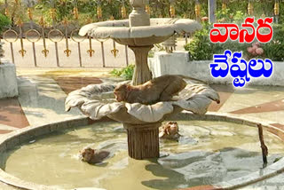 monkey warangal, monkey water swim