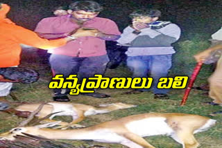 Wildlife animals hunter's trap, nirmal district crime news
