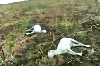 30 sheeps died by drinking poisoned water