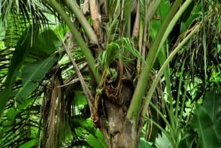 saplings on coconut tree
