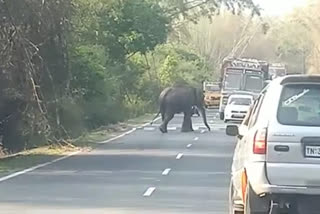 elephant crossed asanur road in sathy