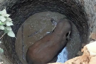 elephant-fell-into-a-well-in-ranchi
