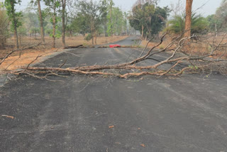 naxalites jammed the road by cutting trees