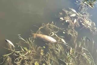 Fishes found dead in Khajjiar lake of chamba