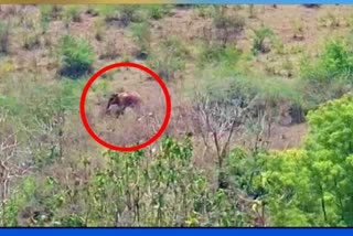 Elephant detect again in Girinagar