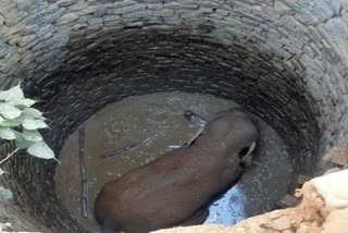 Elephant Falls Into Well In Jharkhand Ranchi