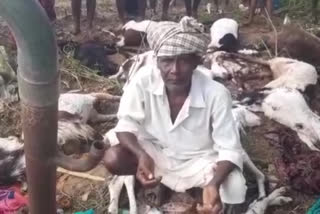 sheep were dead in the thunder lightning