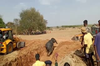 Elephant fell in well at Pokta in Ranchi