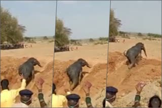 elephant-fell-into-a-well-in-ranchi