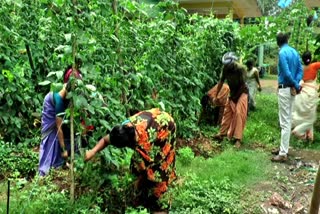 Kasaragod Campco spreads a 'green blanket' over the rocky terrain