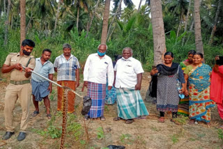 7 அடி நீள மலைப்பாம்பு, ஆம்பூர் அருகே கிணற்றில் பிடிபட்ட 7 அடி நீள மலைப்பாம்பு, திருப்பத்தூர், 7 FEET PYTHON CAUGHT NEAR AMBUR