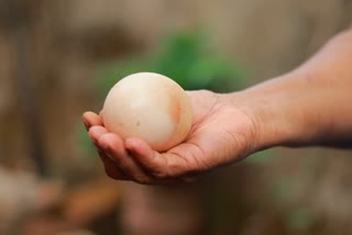 hen lays a very large egg