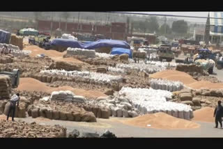 Wheat lying on the roads in the open due to insufficient tare in the Indri Grain Market