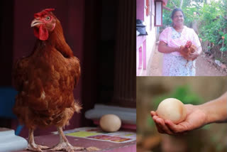 Gramapriya hen lays oversized eggs