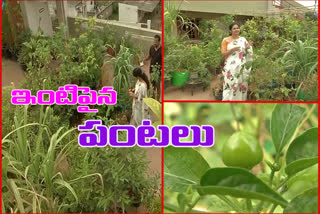 terrace garden in home