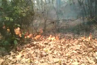 fire in budhachanch forest at giridih