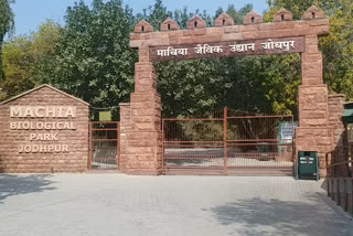 Jodhpur news, Machia Biological Park