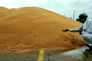 हनुमानगढ़ की ताजा हिंदी खबरें, Wheat soaked due to rain