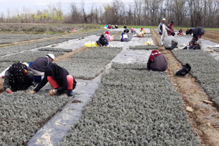 Lavender cultivation