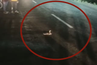 snake-shot-in-the-middle-of-the-road