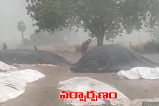 rains in suryapet, crop drowned at ikp centres