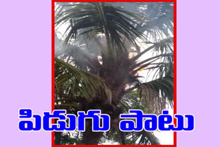 thunder on the coconut tree in guntur district