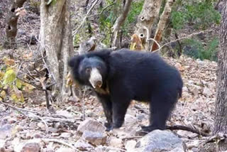 A young man is serious about a bear attack in Balodabazar