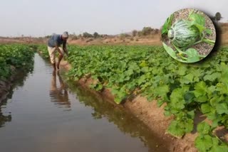 Tradition of melon farming that has been going on for years