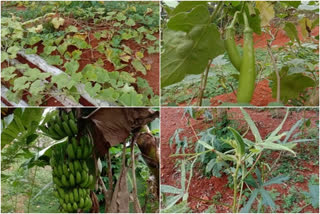 kozhikode health workers promote agriculture  covid pandemic  കൊവിഡ് കാലത്ത് മാതൃകയായി കോഴിക്കോട്ടെ ആരോഗ്യ കൂട്ടായ്‌മ  കോഴിക്കോട്  കൊവിഡ്