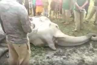 a-pregnant-elephant-died-after-come-outs-from-jungle-in-alipurduar