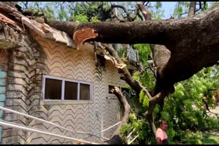 Trees uprooted in many places in kanker