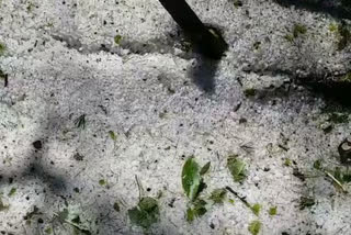 Hailstorms cause damage to gardeners in shimla