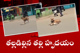 mother dog love at paderu