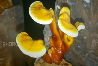 Grifola mushrooms in solan kumpha reseacrch centre