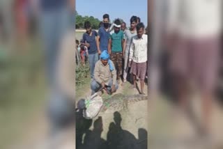 crocodile shown in wheat field