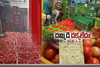 tomato farmers difficulties with less prices