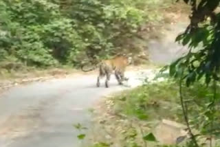 a tiger found on road in front of car - tiger video viral !