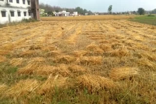 Doiwala Wheat Crop