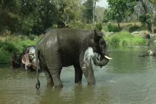 mudumalai elephant welfare camp