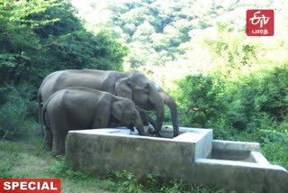 summer rain benefits wildlife