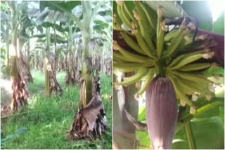 banana farmers kasargod  വാഴക്കൃഷി  കൊവിഡ് വ്യാപനം  വിപണി  കാസര്‍കോട്ടെ നേന്ത്രവാഴ കര്‍ഷകര്‍