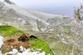 snowfall in kullu