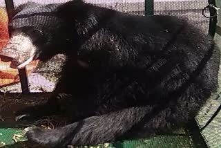 bear to church in bangluru