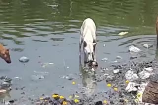 dogs in ujjain