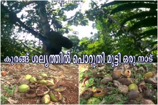 monkey  monkey attack in kasarcode  കുരങ്ങ് ശല്യത്താൽ പൊറുതി മുട്ടി ഒരു നാട്  monkey attack  kasargod news  കുരങ്ങ് ശല്യം