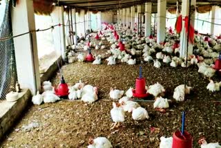 poultry-farm-operators-facing-loss