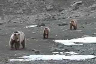 Himalayan brown bears