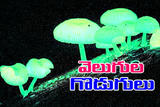 twincle twincle shiny mushroom in megahlaya