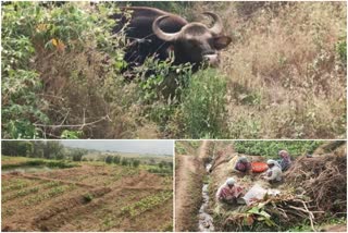 bission at kanthaloor agriculture field  കൃഷിയിടത്തിൽ തമ്പടിച്ച് പരുക്കേറ്റ കാട്ടുപോത്ത്  എന്ത് ചെയ്യണമെന്നറിയാതെ കർഷകർ  ഇടുക്കി  ഇടുക്കി വാർത്തകൾ  കാട്ടുപോത്ത്  ഇടുക്കി വാർത്തകൾ